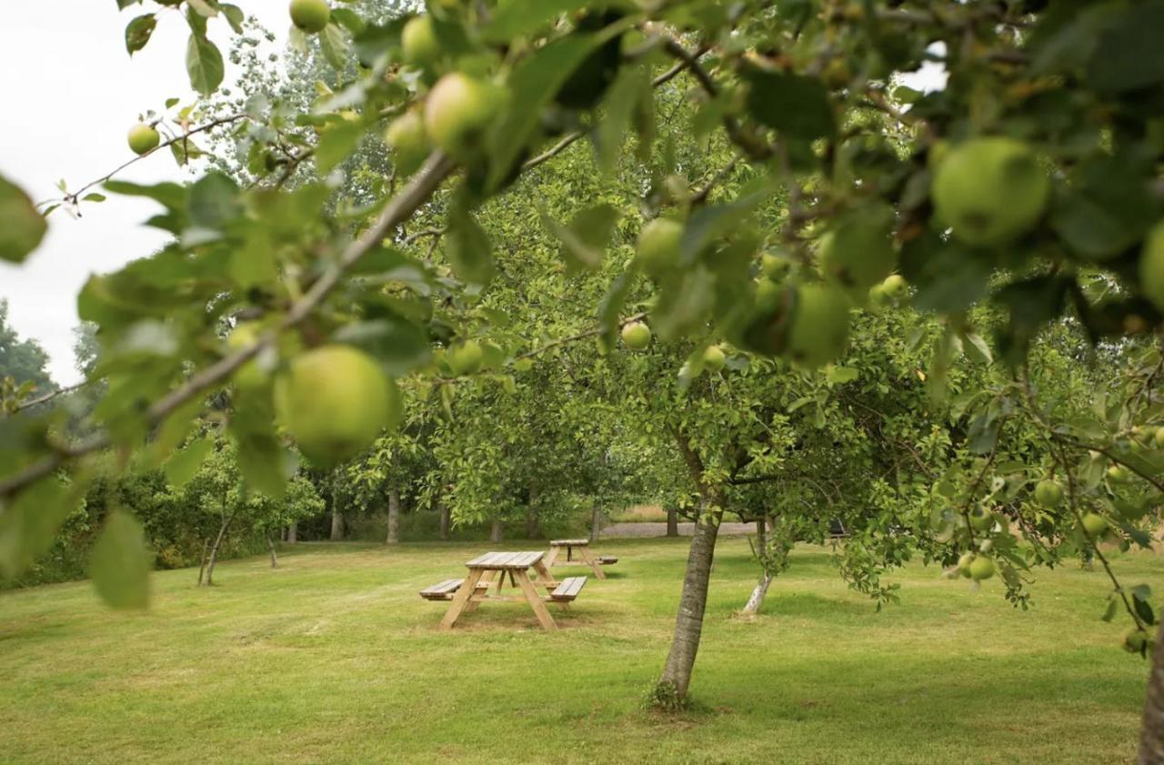 Tall Trees Glamping Baltonsborough Eksteriør bilde